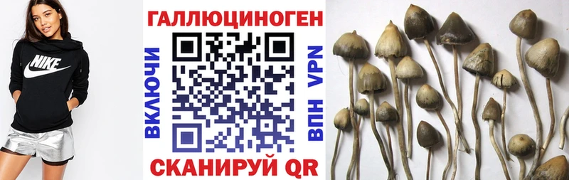 OMG ТОР  Челябинск  Псилоцибиновые грибы мицелий 